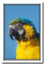 Macaw-1.jpg