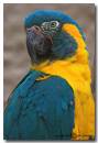 Macaw3.jpg