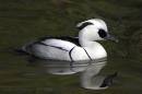 Male-Smew2.jpg