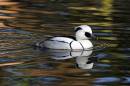 Male-Smew3.jpg