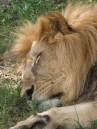 Male_Lion_50_.jpg