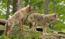 Male_and_Female_Coyotes.jpg