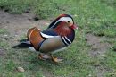 Manadrin_Duck.jpg