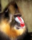 Mandrill.jpg