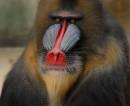 Mandrill1.jpg