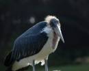 MarabouStork2006.jpg