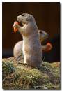 Marmot1.jpg