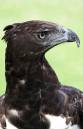 Martial-Eagle-head.jpg
