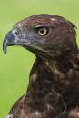 Martial-Eagle-head4.jpg