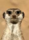 Meercat.jpg