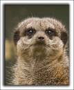 Meercat1.jpg