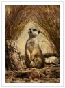Meercat2.jpg