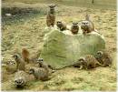 Meercats_at_Knowsley_Park.JPG