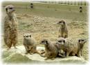 Meercats_at_Knowsley_Park_2.JPG