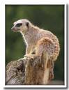 Meerkat-1.jpg