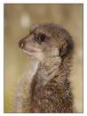 Meerkat-2.jpg