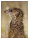 Meerkat-3.jpg