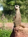 Meerkat1.jpg