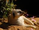 MeerkatArising.jpg