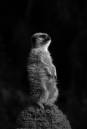 MeerkatLookout.jpg