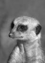 MeerkatPortraitblackandwhite.jpg