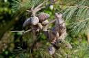 Meerkat_Tree_edited-1.jpg