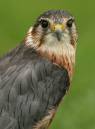Merlin_Portrait.jpg