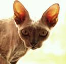 Misty_the_Sphynx.jpg