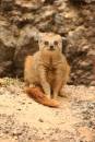 Mongoose_1.jpg