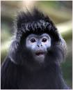 MonkeyPunky.jpg