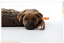 Monty_the_puppy-18.jpg