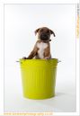 Monty_the_puppy-32.jpg