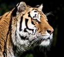More_Dartmoor_wildlife_036.jpg