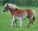 Mother_and_Colt.jpg