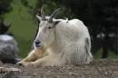 MountainGoat_0089.jpg