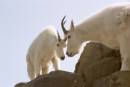 MountainGoats.jpg