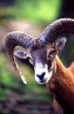 Mountain_Goat.jpg