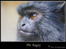 Mr-Angry.jpg