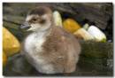 NeNe_or_Hawaiin_Gosling.jpg