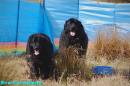 New_Foundland_Dogs.jpg