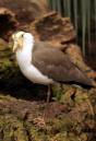 New_Guinea_masked_Lapwing.jpg