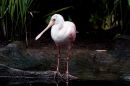 Nicaraguan_roseate_spoonbill2.jpg