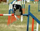 Novice_Agility_Monday_061.jpg