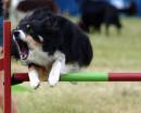 Novice_Agility_Monday_133.jpg
