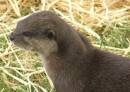 OTTER_2.jpg