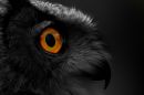 OWl_2_eye_brightened.jpg
