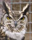 Ollie_Owl.jpg