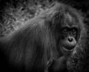 Orangutan_in_Black_and_White.jpg