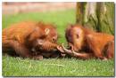 Orangutan_s_at_play.jpg