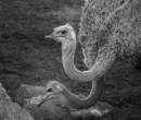 OstrichFriends.jpg